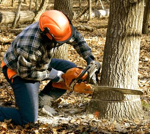 Tree Removal in Quinton, AL
